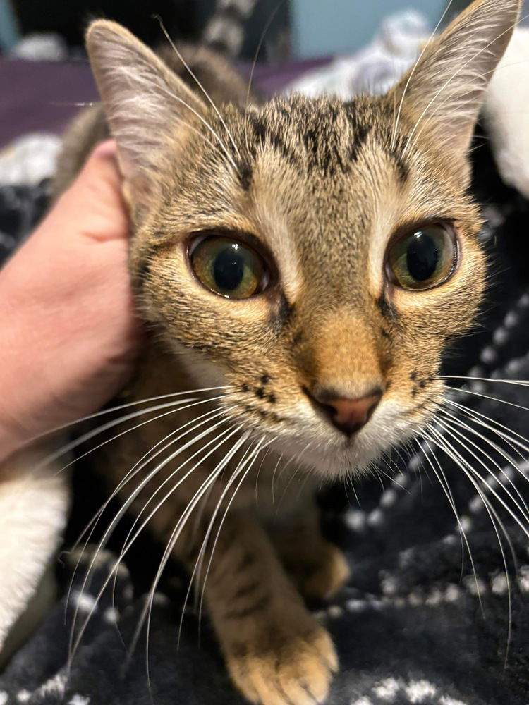 adoptable Cat in Orlando, FL named America