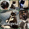 Cassiopeia