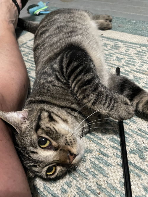 picture of the cat needing adoption
