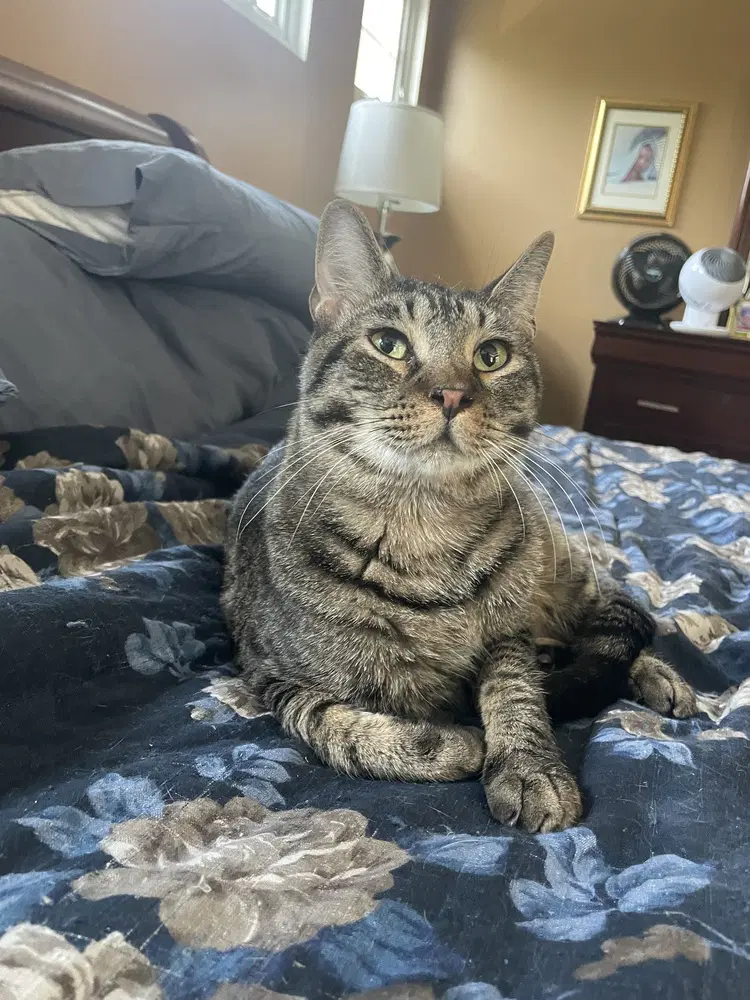 Thunderbird Special Needs - Domestic Short Hair