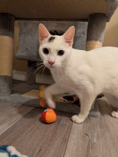 picture of the cat needing adoption