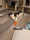 Chachi