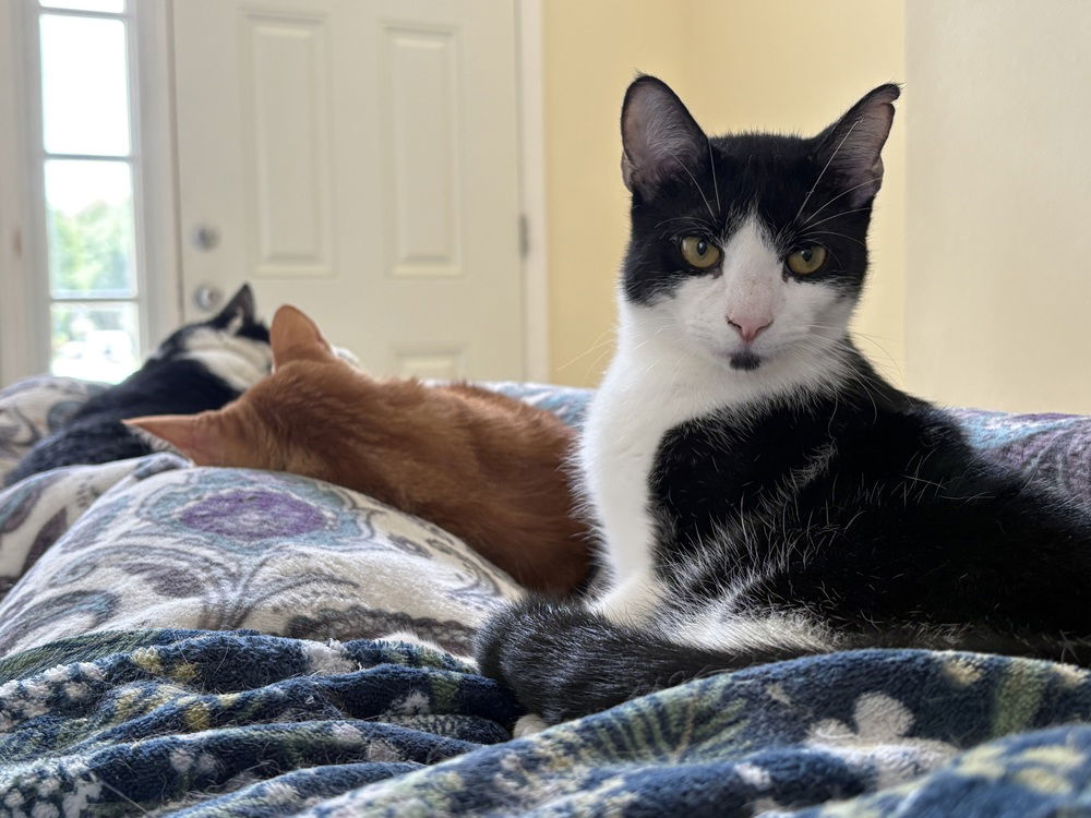 adoptable Cat in Orlando, FL named Chachi