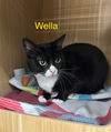 Wella