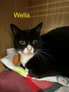 Wella