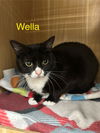 Wella