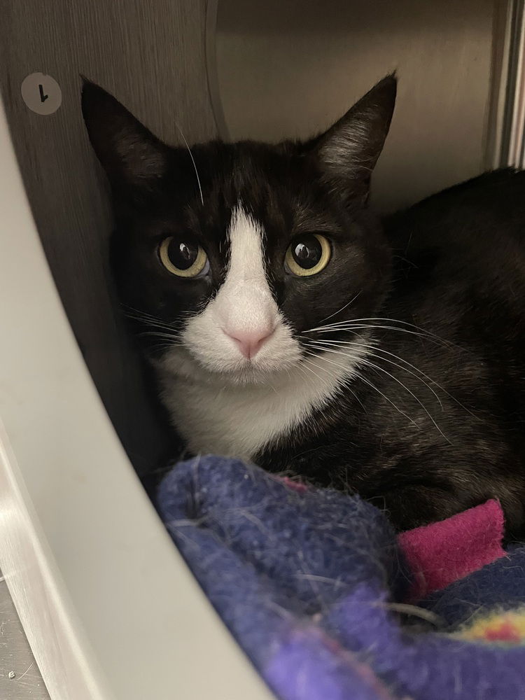 adoptable Cat in Orlando, FL named Zoe