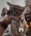 Pi