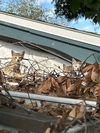 Shingle