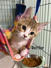 Gutter