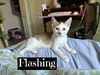 Flashing