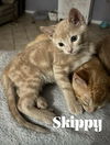 Skippy