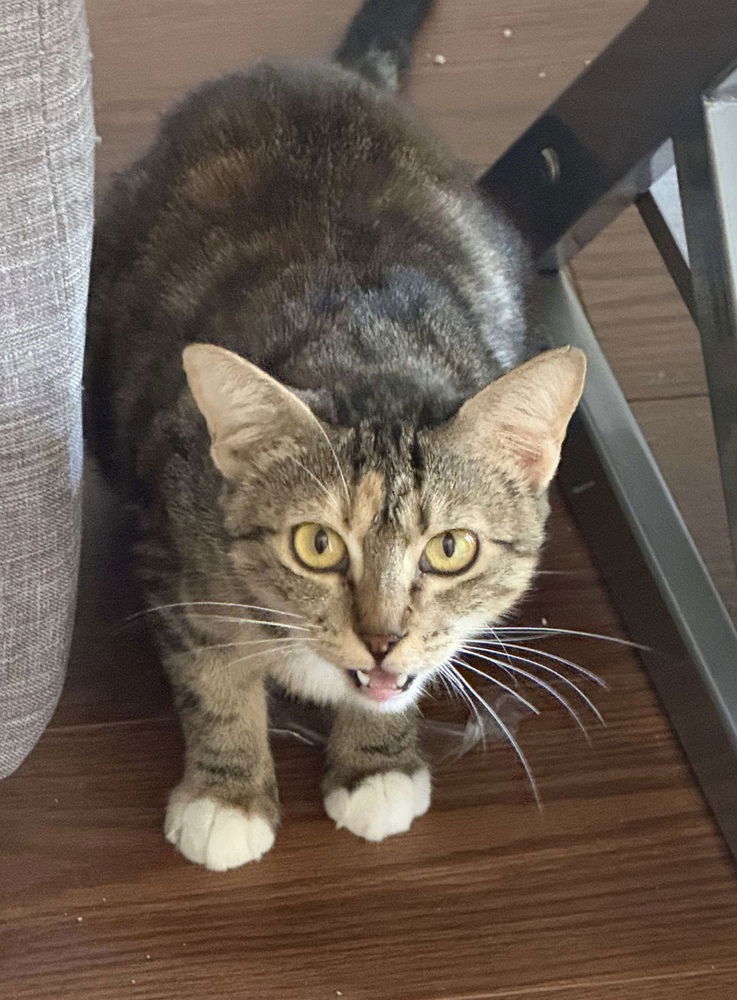 adoptable Cat in Orlando, FL named Chiquita