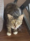 adoptable Cat in Orlando, FL named Chiquita