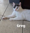 Grey