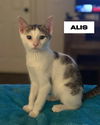 Alis