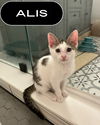 Alis