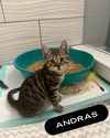 Andras