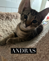 Andras
