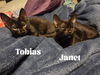 Tobias