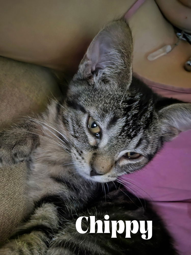 adoptable Cat in Orlando, FL named Chippy