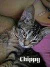 Chippy