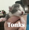 Tonks