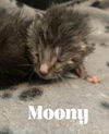 Moony