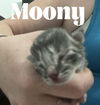 Moony