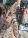 Terry