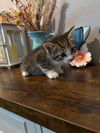 Dmitri
