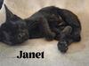 Janet