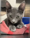 adoptable Cat in Orlando, FL named Jay