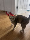 Twyla