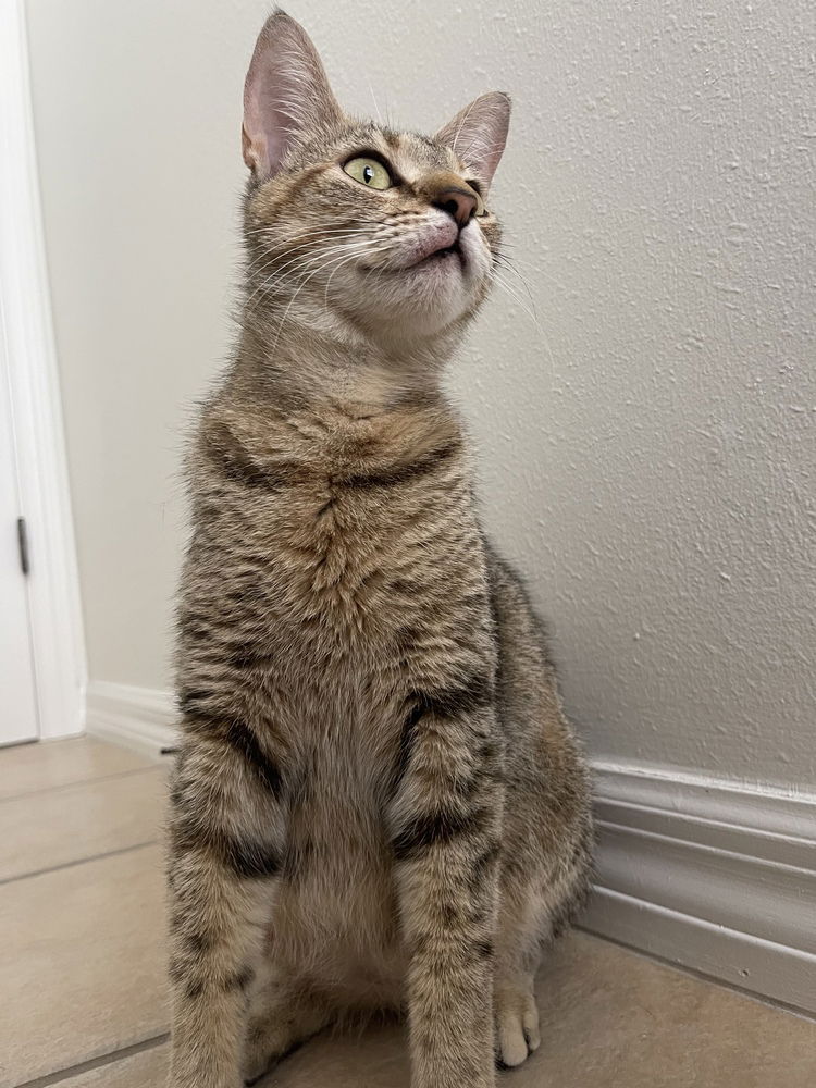 adoptable Cat in Orlando, FL named Twyla