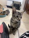 Albie