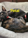 Petal