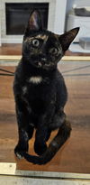 adoptable Cat in Orlando, FL named Petal