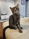 adoptable Cat in Orlando, FL named Spore
