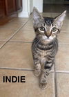 Indie