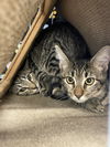adoptable Cat in Orlando, FL named Gator 2