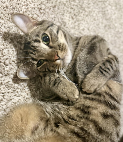 GATOR 2 - Domestic Short Hair available for adoption