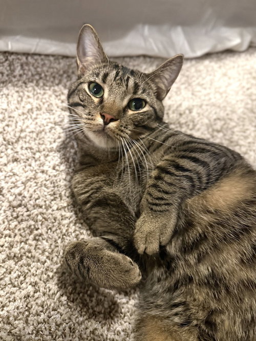 GATOR 2 - Domestic Short Hair available for adoption