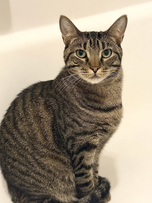 Gator 2, Young Domestic Short Hair (short coat), cat for adoption in Altamonte Springs, Florida