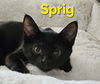Sprig
