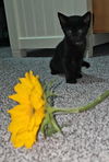 Sprig