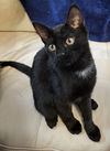 adoptable Cat in Orlando, FL named Sprig