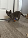 Ella