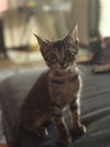 Fiona