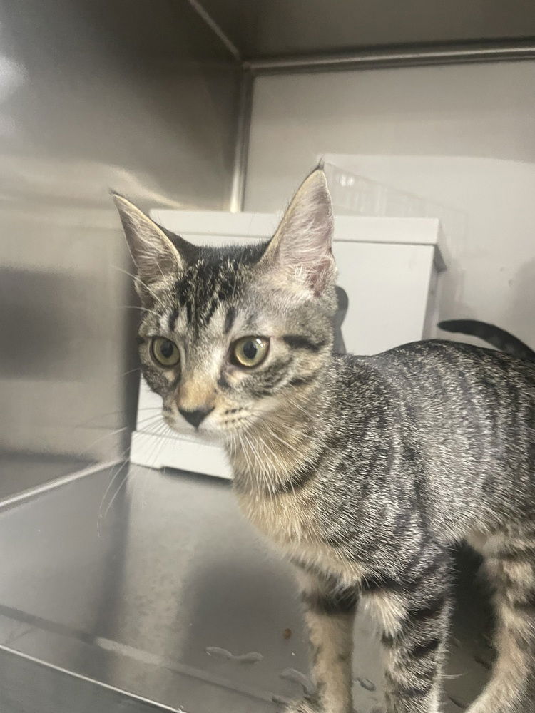 adoptable Cat in Orlando, FL named Fiona